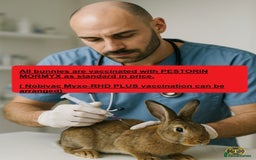Continental Giant rabbits for sale: Pure Continental Giant Vaccinated  - Image 38