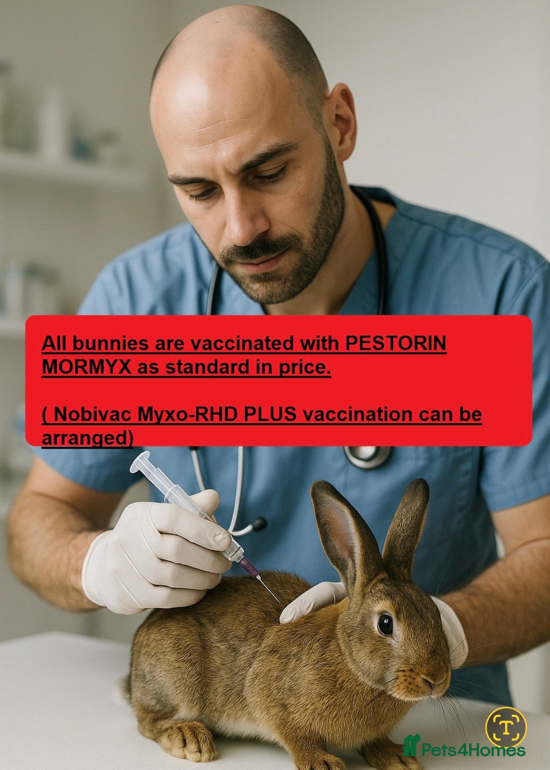 Continental Giant rabbits for sale: Pure Continental Giant Vaccinated  - Image 38
