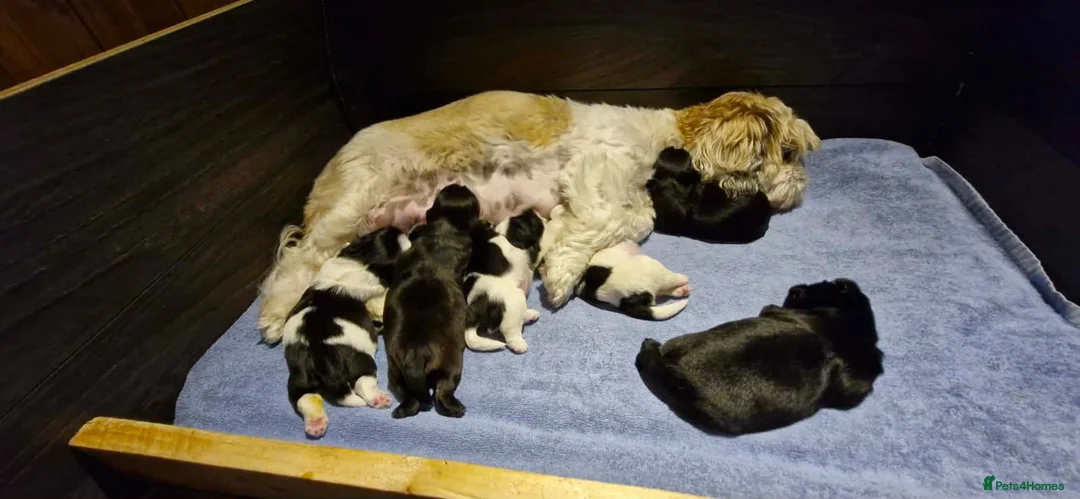 Shih Tzu dogs for sale: Shih Tzu puppies for sale  in Keighley - Advert 1