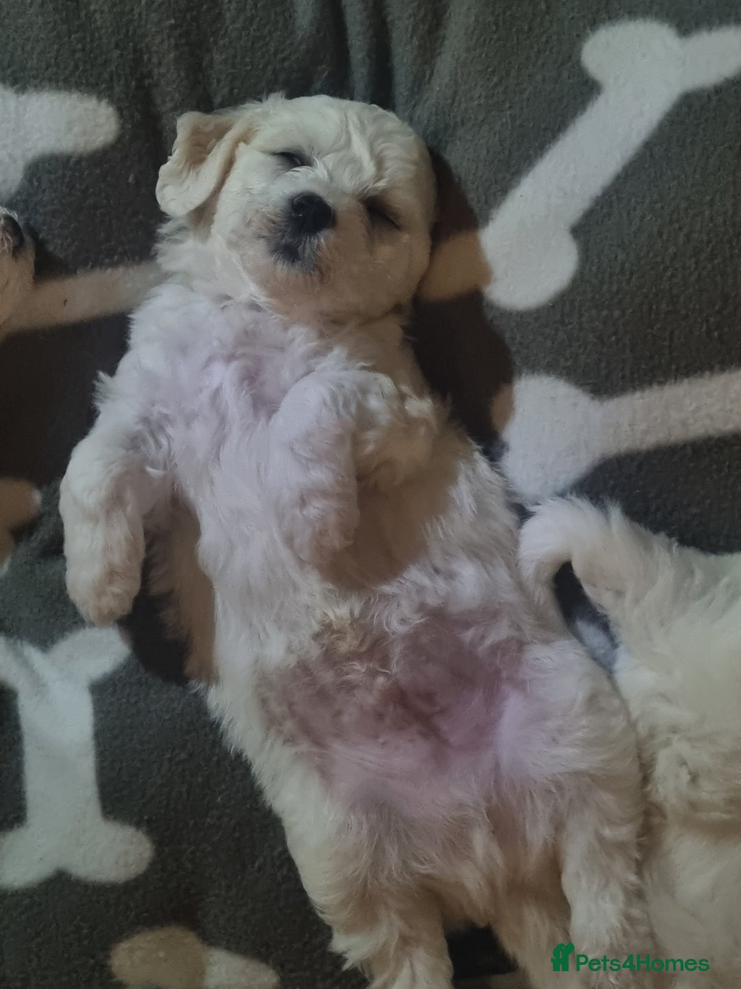 Bichon Frise dogs for sale: Beautiful Bichon Frise pups Ready 16th-24th Dec - Advert 5