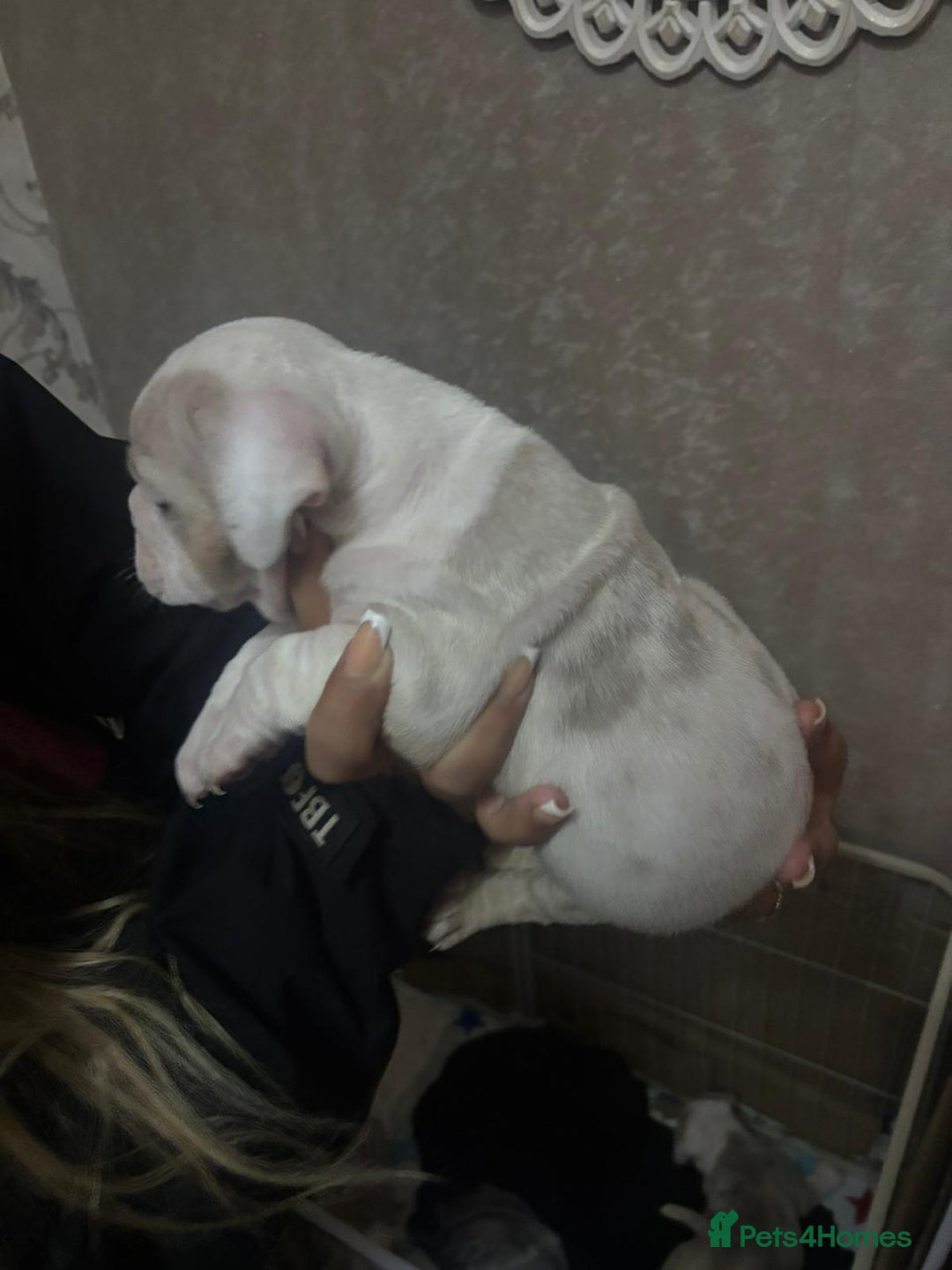 Old Tyme Bulldog dogs for sale: Old tym bulldog puppies  - Advert 3