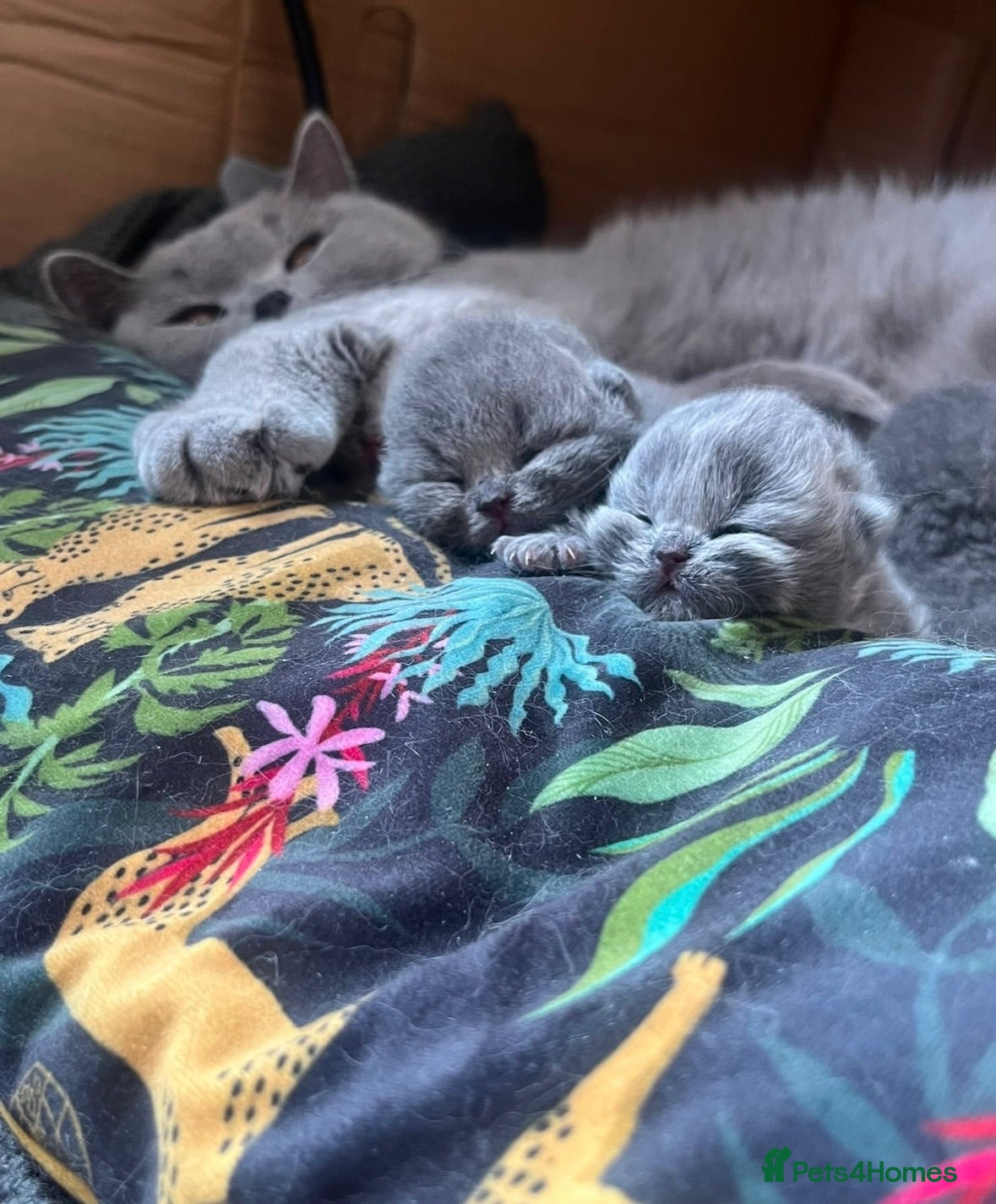 British Shorthair cats 5 Stunning BSH Blue and Lilac Kittens - Advert 1