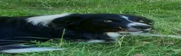 Border Collie dogs for sale: Gorgeous Border Collie Pups in Beaconsfield - Advert 7