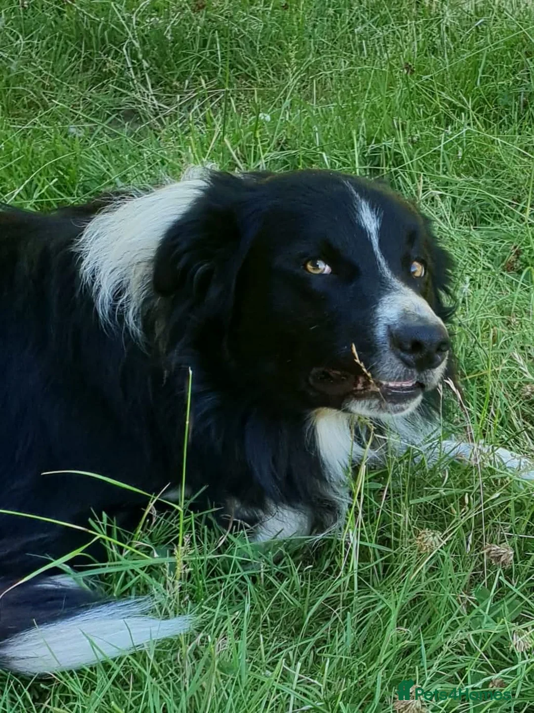 Border Collie dogs for sale: Gorgeous Border Collie Pups in Beaconsfield - Advert 7