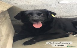 Mixed Breed dogs for adoption: Kristen, 1 yr approx. Available for adoption. in Brixham - Image 11