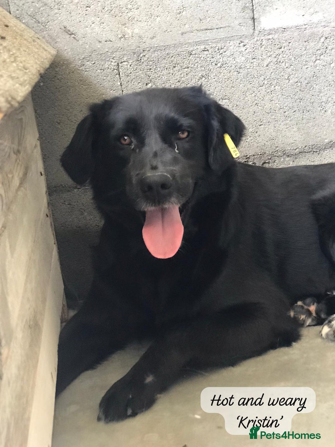 Mixed Breed dogs for adoption: Kristen, 1 yr approx. Available for adoption. in Brixham - Image 11