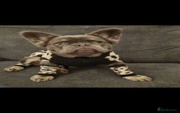 French Bulldog dogs for sale: Bouncy female needs home - Image 1