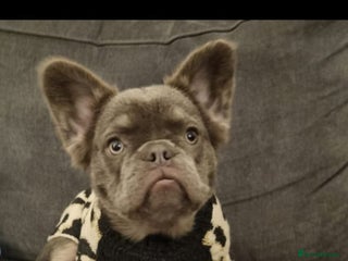French Bulldog dogs for sale - Advert 1