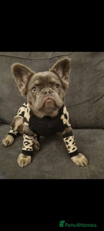 French Bulldog dogs - Advert 1