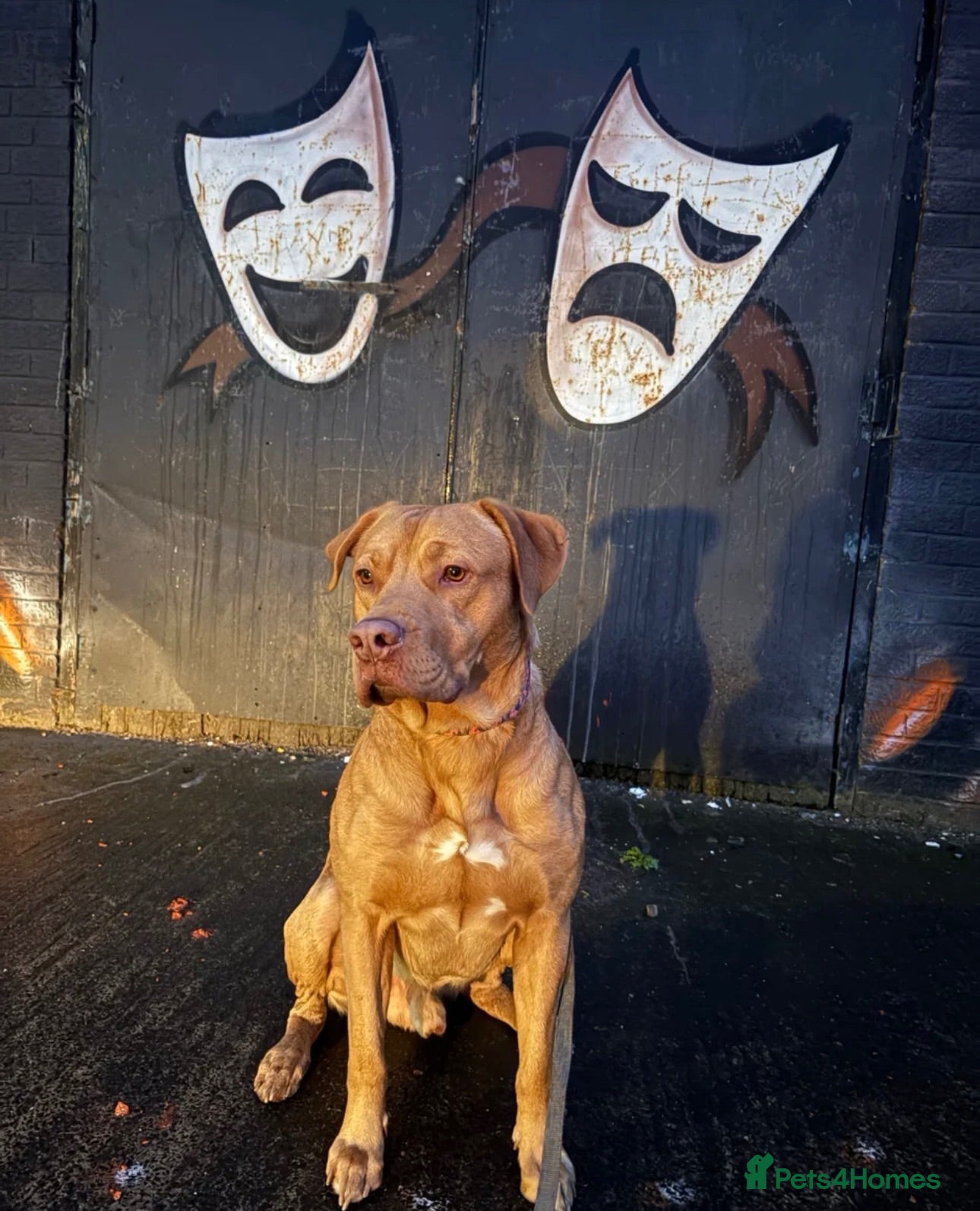 Dogue De Bordeaux dogs Jax - 3 year old Male  - Advert 15