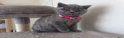 British Shorthair cats for sale: Ready to go. Gccf registered blue BSH kittens - Advert 16