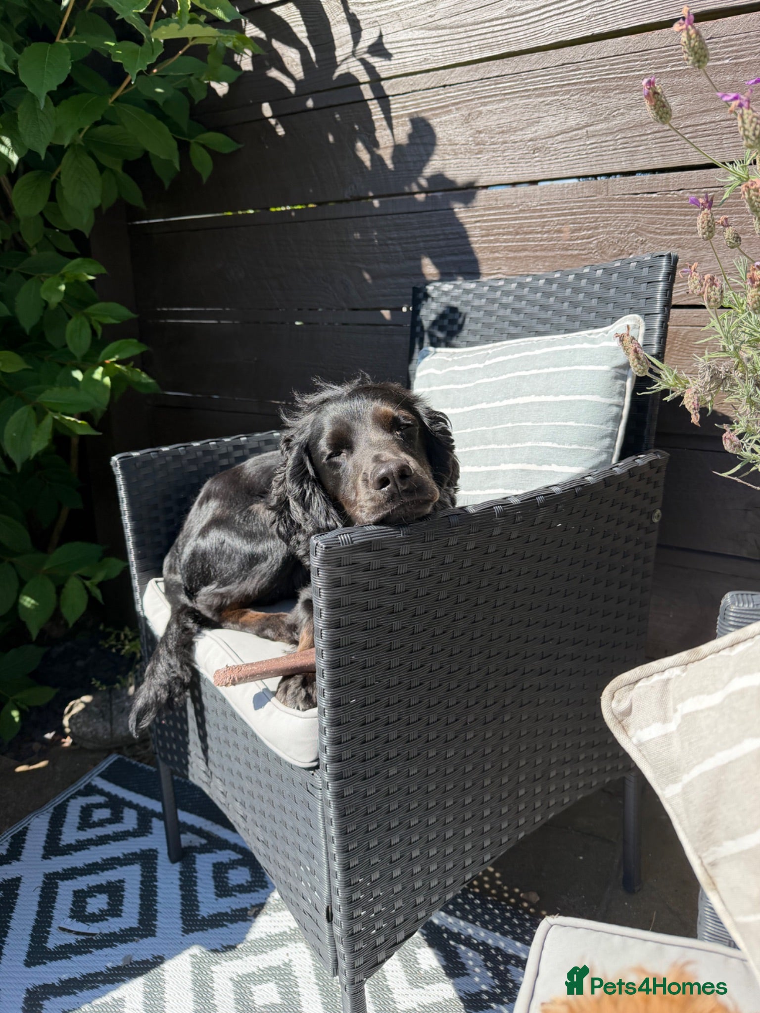 Cocker Spaniel dogs Smudge - Advert 1