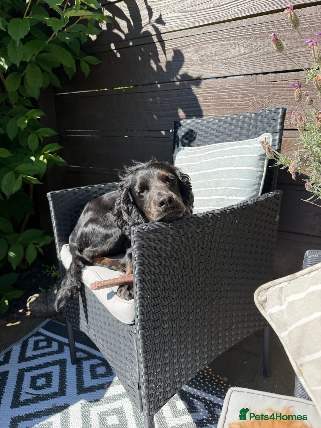 Cocker Spaniel dogs for stud: Smudge - Advert 1