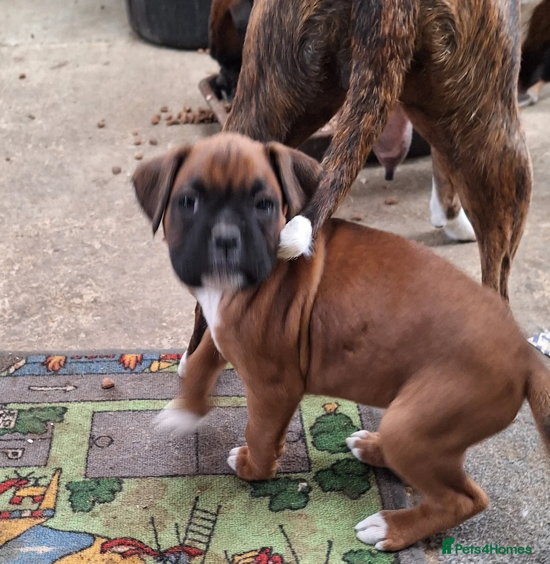 Boxer dogs for sale: Boxer puppies kc registered 5 star licence  - Advert 14