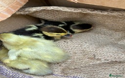 Ducks poultry for sale: Muscovie ducklings - Image 1
