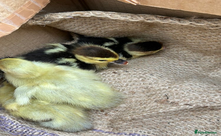 Ducks poultry - Advert 5