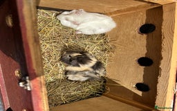 Guinea Pig rodents for sale: 2 pretty baby guinea pigs looking homes. - Image 15