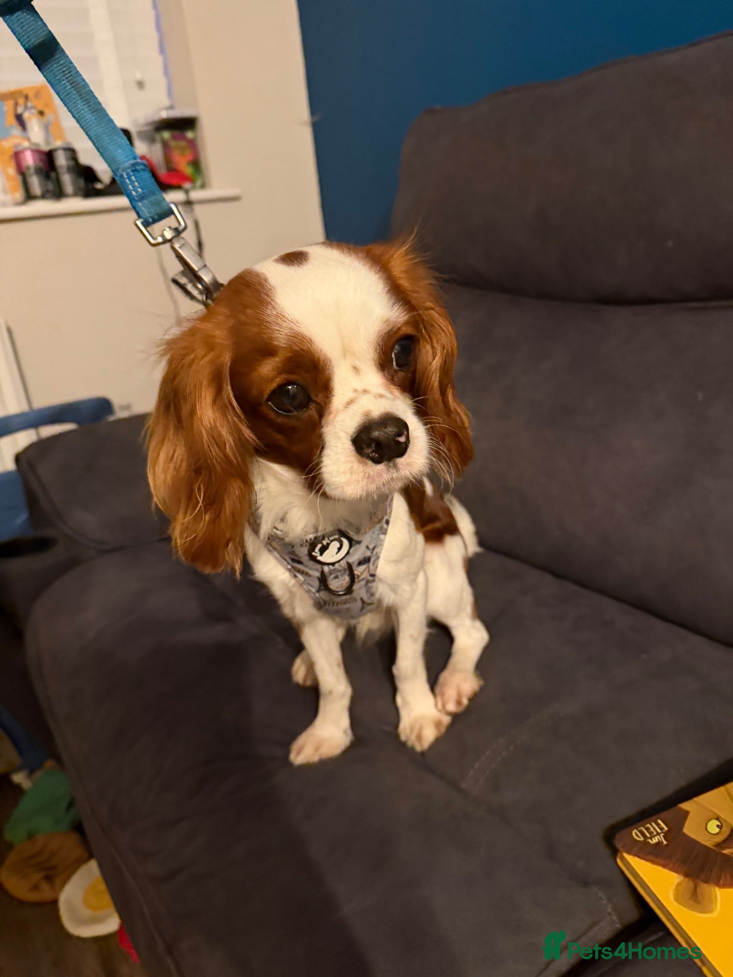 Cavalier King Charles Spaniel dogs 18 Month Old Cavalier Boy - Advert 8