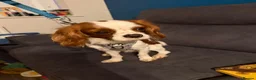 Cavalier King Charles Spaniel dogs for sale: 18 Month Old Cavalier Boy - Advert 1