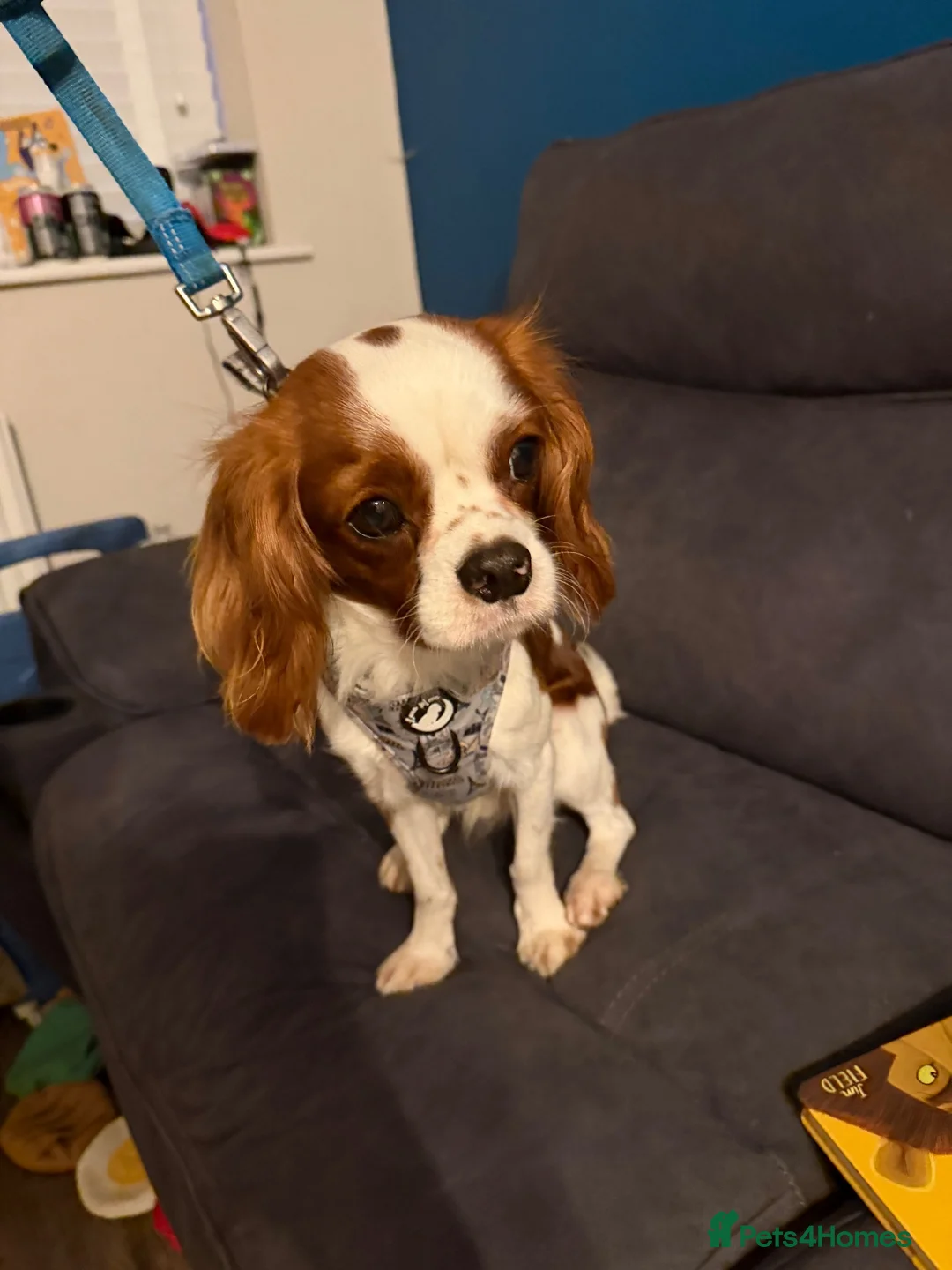 Cavalier King Charles Spaniel dogs for sale: 18 Month Old Cavalier Boy - Advert 1