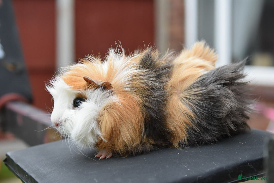 Guinea Pig rodents for sale: 9 Month Old Male Guinea Pigs Looking For New Home - Image 7