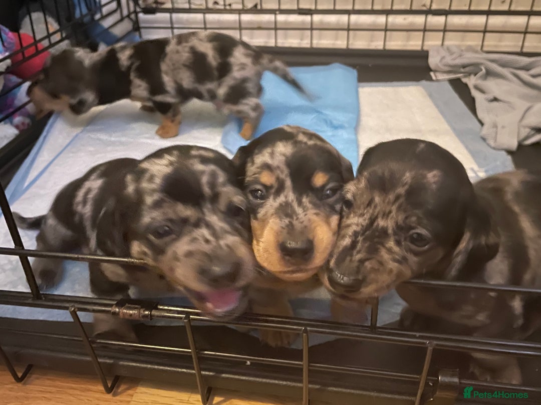 Dachshund dogs for sale: Beautiful Merle Dachshund Puppies - Image 5