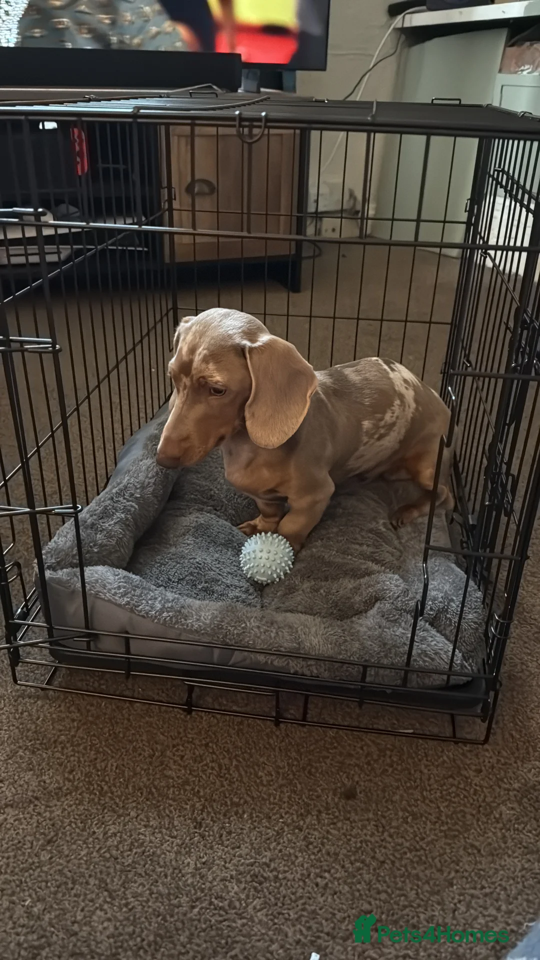 Dachshund dogs for sale: 1 year old dachshund (male) - Advert 6