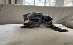 Cocker Spaniel dogs for sale: DNA Health Tested Merle Cocker Spaniel Puppies - Image 21