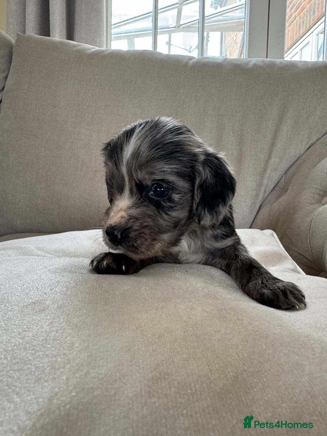 Cocker Spaniel dogs for sale: DNA Health Tested Merle Cocker Spaniel Puppies - Image 21