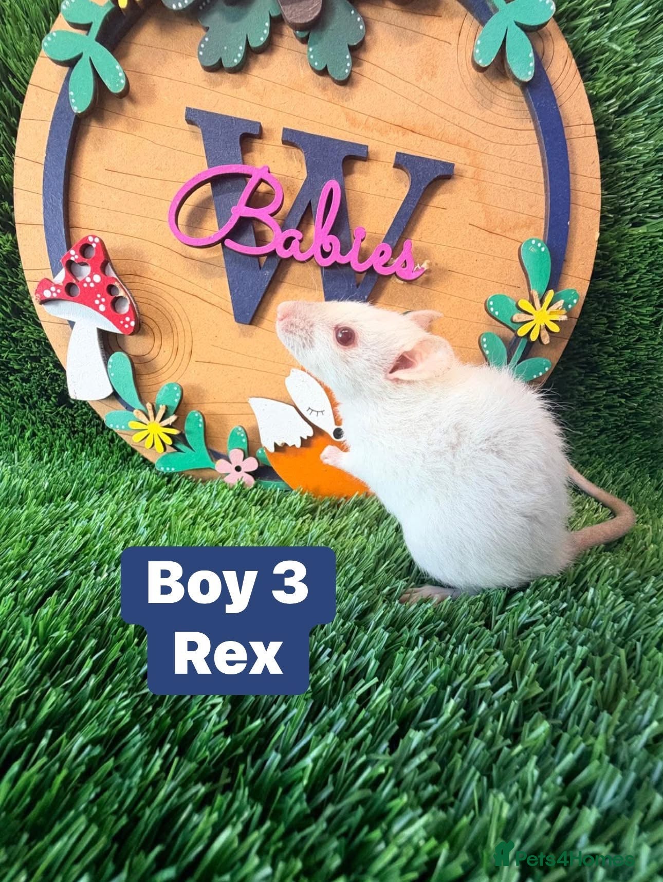 Hamster rodents Baby Dwarf Rats Males Boys Friendly  - Advert 2