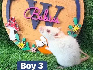Hamster rodents Baby Dwarf Rats Males Boys Friendly - Advert 2