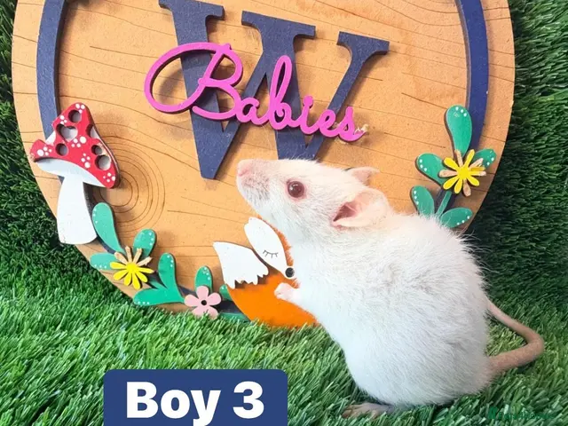 Hamster rodents Baby Dwarf Rats Males Boys Friendly - Advert 2