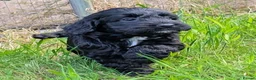 Cockapoo dogs for sale: 10 weeks old black boy ready now: Licensed breeder - Advert 11