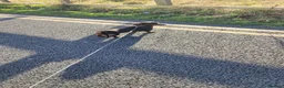 Miniature Dachshund dogs for sale: KC Registered Minature Daschund in Sunderland - Advert 3