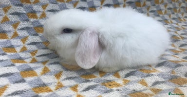 Mini Lop rabbits - Advert 16