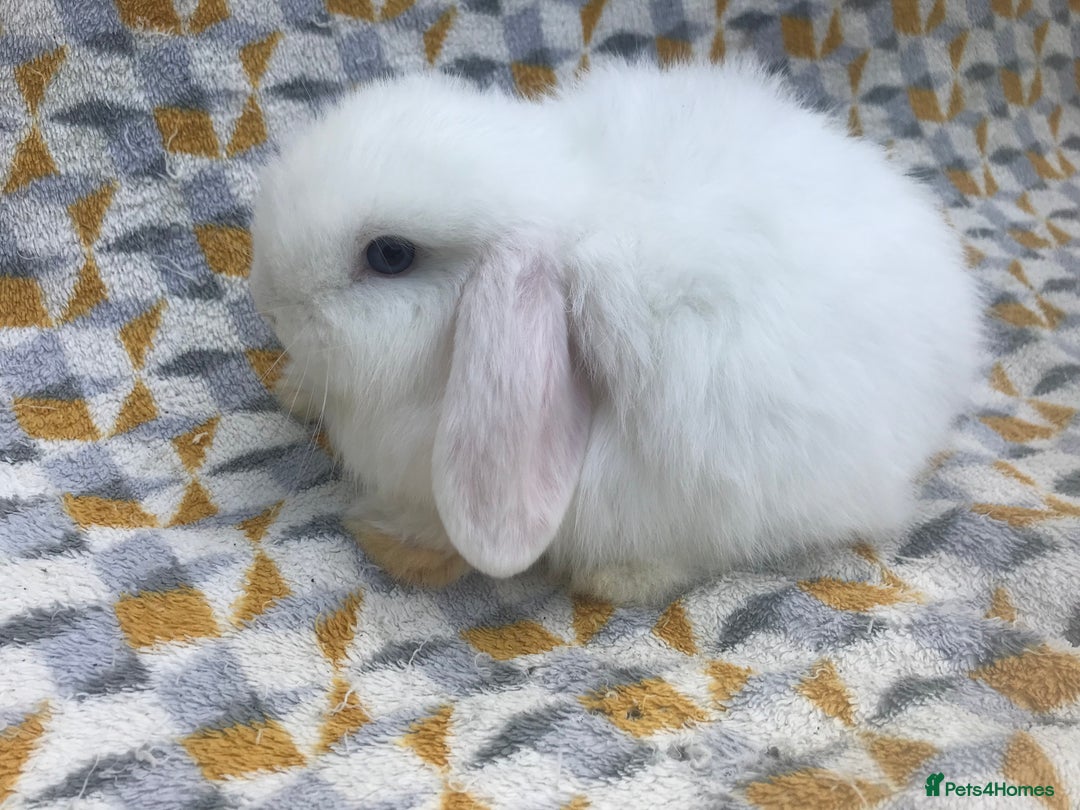 Mini Lop rabbits for sale: Beautiful mini lops for sale  - Image 5