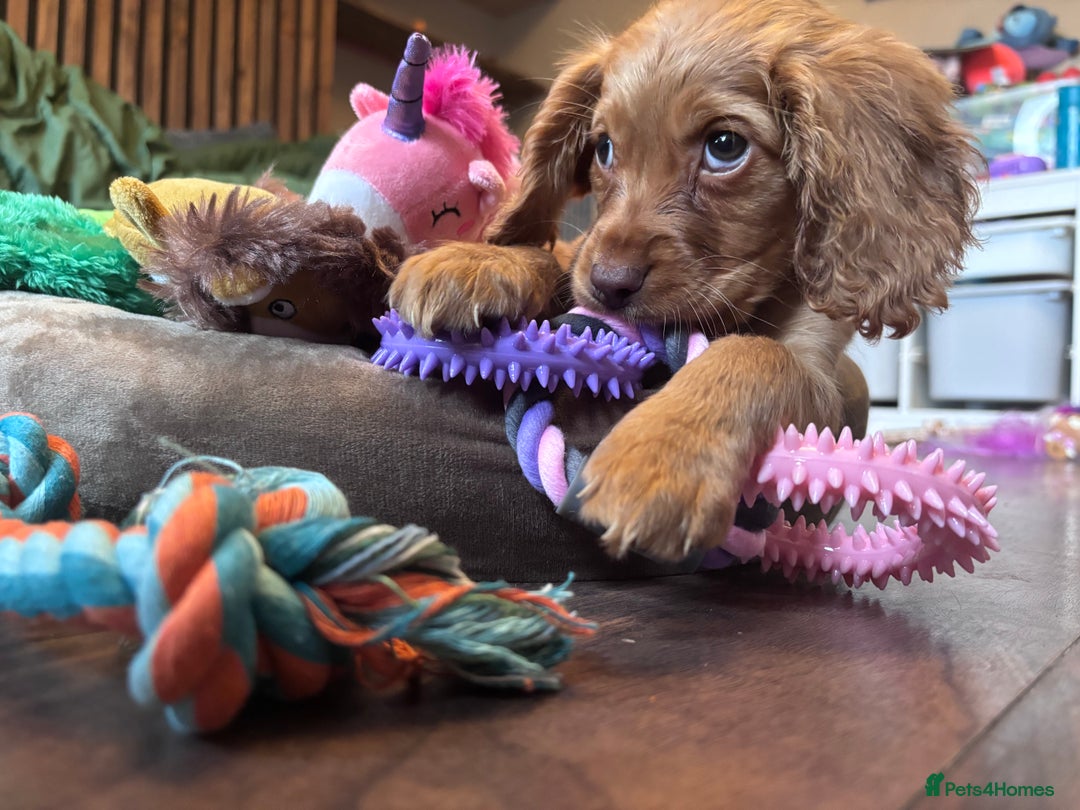 Cockapoo dogs for sale: Beautiful golden cockapoo - Advert 1