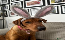 Labrador Retriever dogs for sale: KC Registered Labrador Puppies - Call  **  - Image 10