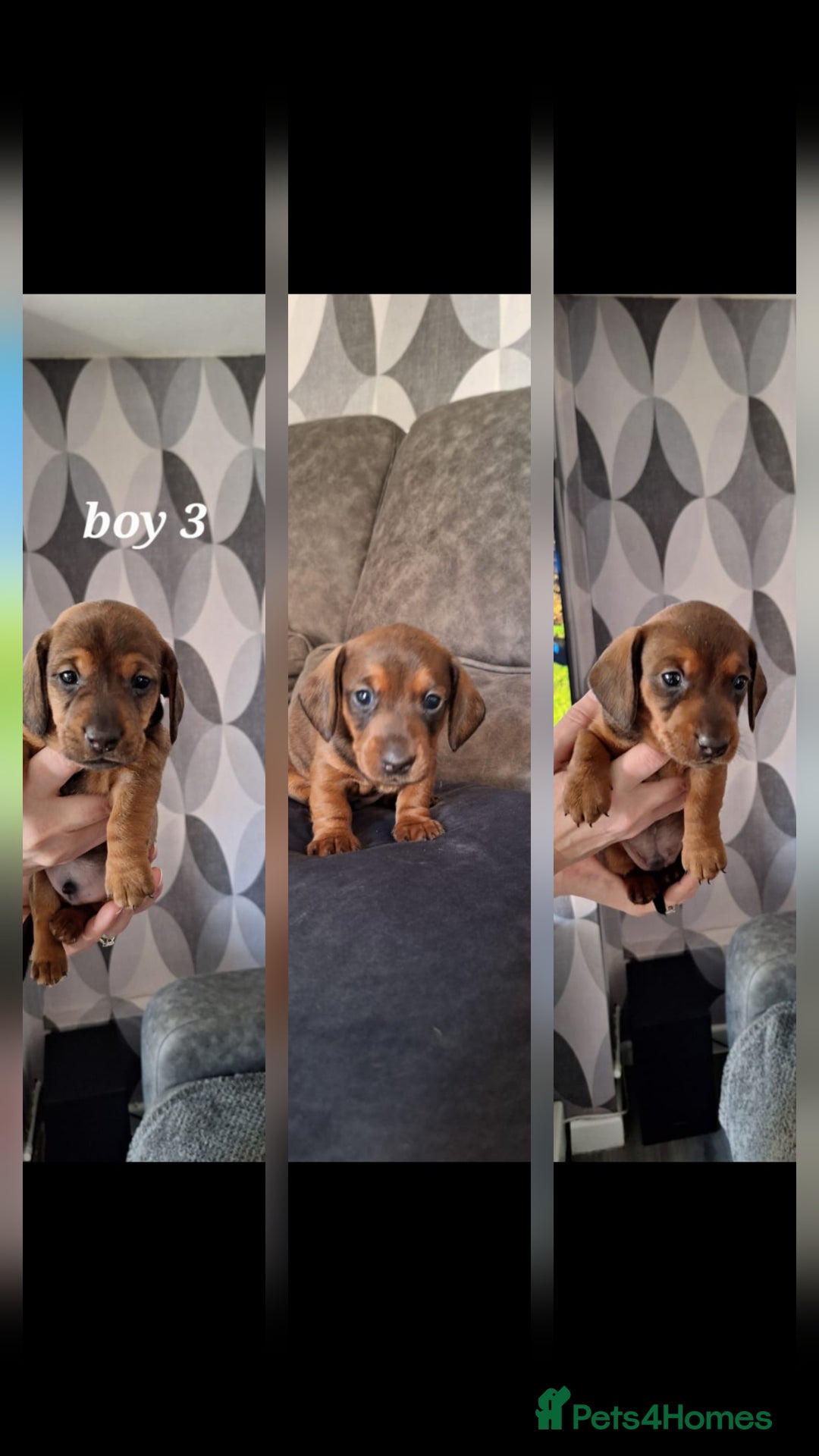 Miniature Dachshund dogs for sale: Miniature Dachshund Puppy  - Advert 3