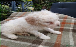 Lagotto Romagnolo dogs for sale: Pedigree Kennel Club Registered Lagotto Romagnolo - Image 8