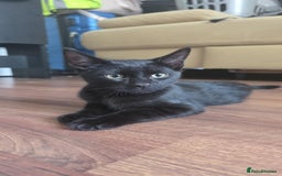 Domestic Shorthair cats for sale: Two male kittens looking for forever home  in Birmingham - Image 4