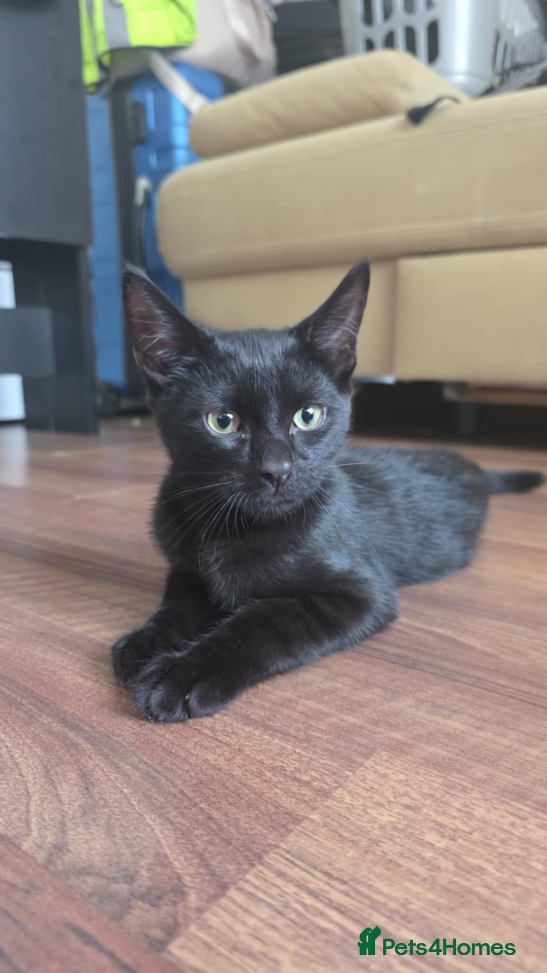 Domestic Shorthair cats for sale: Two male kittens looking for forever home  in Birmingham - Image 4