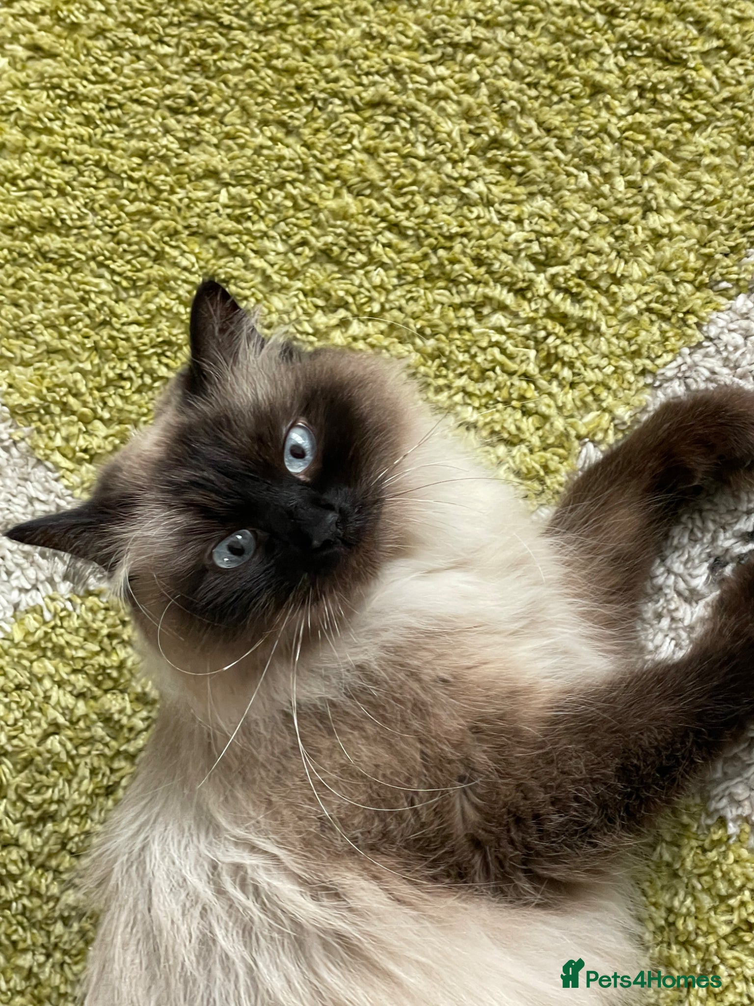 Siberian cats for sale: 2 Pure Neva Masquerade kittens available  - Advert 6