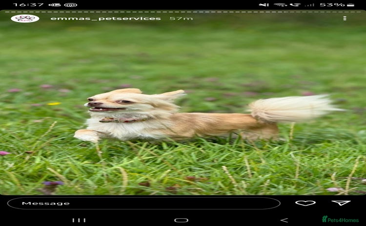 Chihuahua dogs - Advert 16