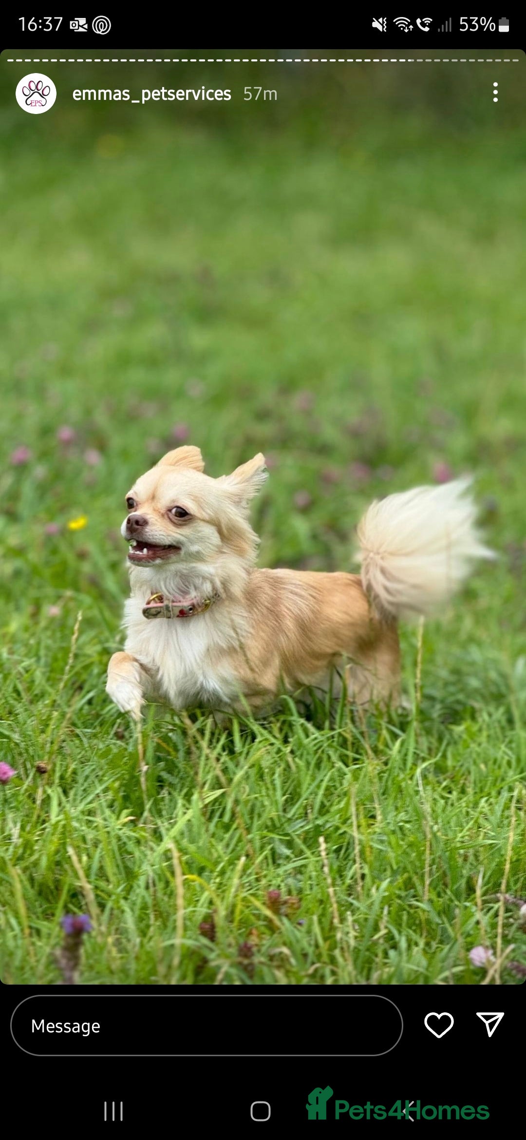 Chihuahua dogs for sale: Long haired chihuahua  - Image 1