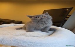British Shorthair cats for sale: Festive Season Ready – GCCF BSH Kittens - Image 11