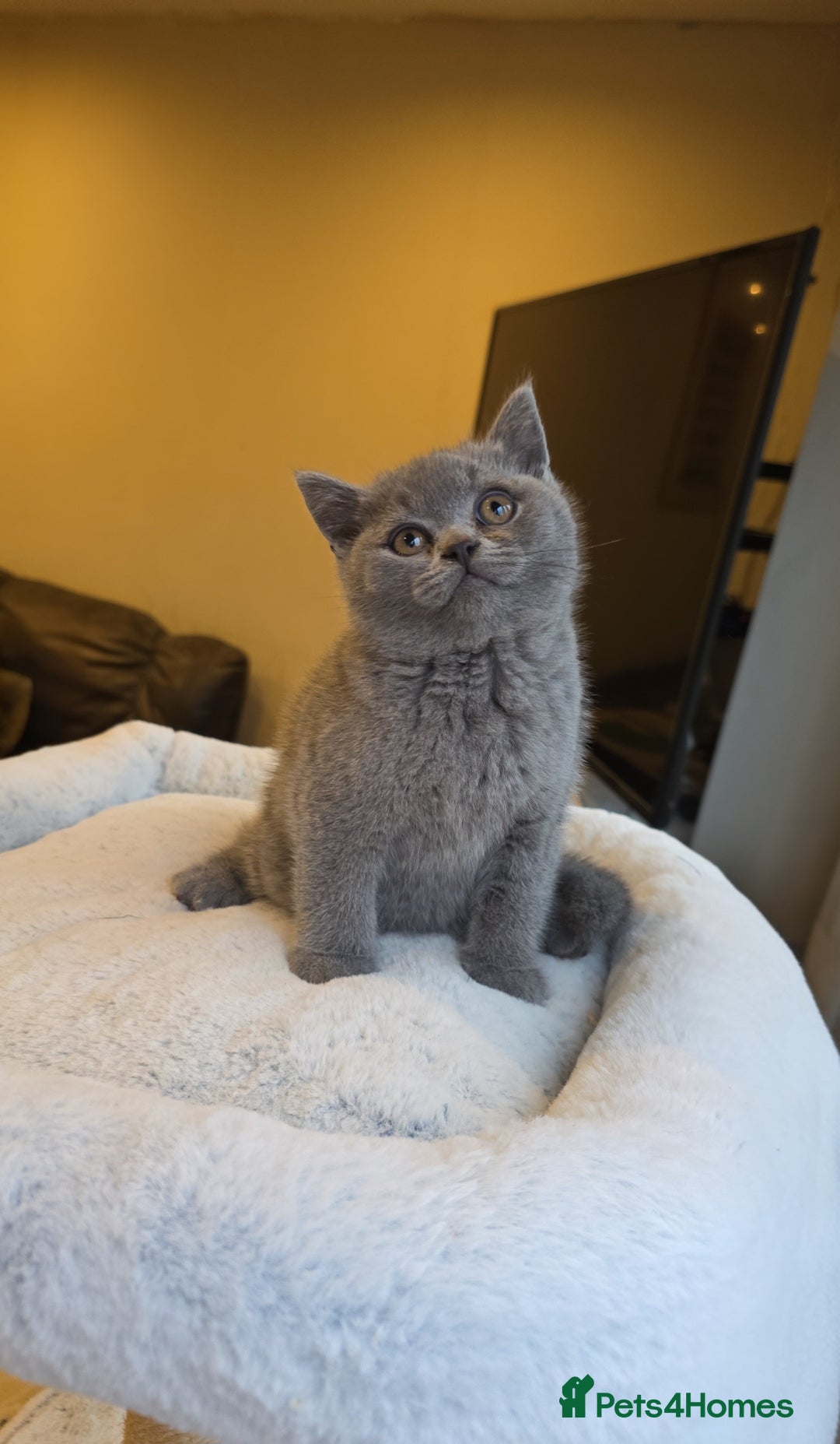 British Shorthair cats for sale: Festive Season Ready – GCCF BSH Kittens - Image 11