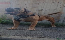 Cane Corso dogs for stud: Russian import working blood cane corso stud - Advert 3