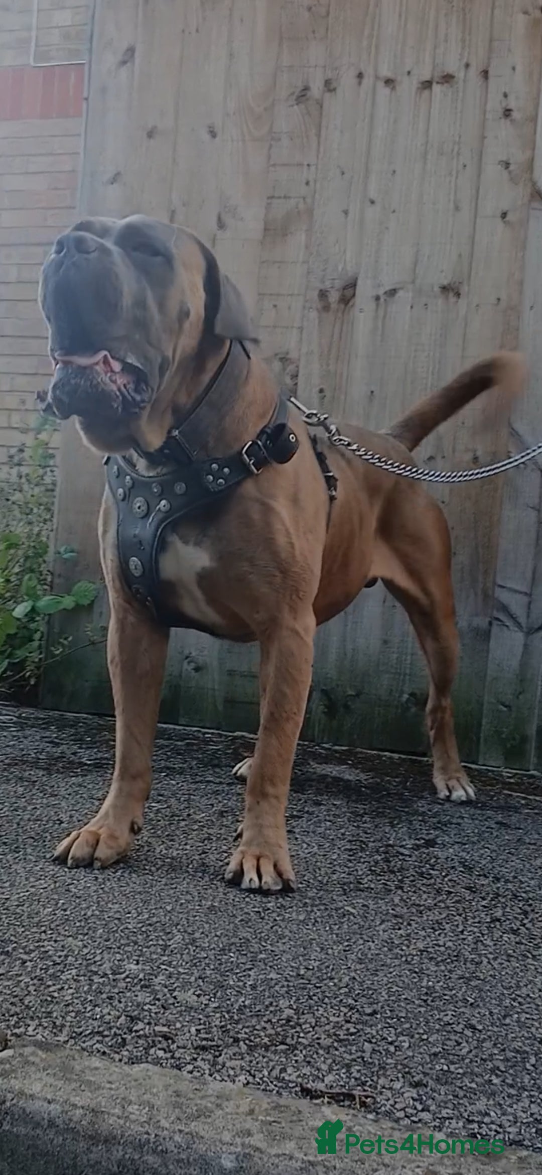 Cane Corso dogs for stud: Russian import working blood cane corso stud - Advert 3
