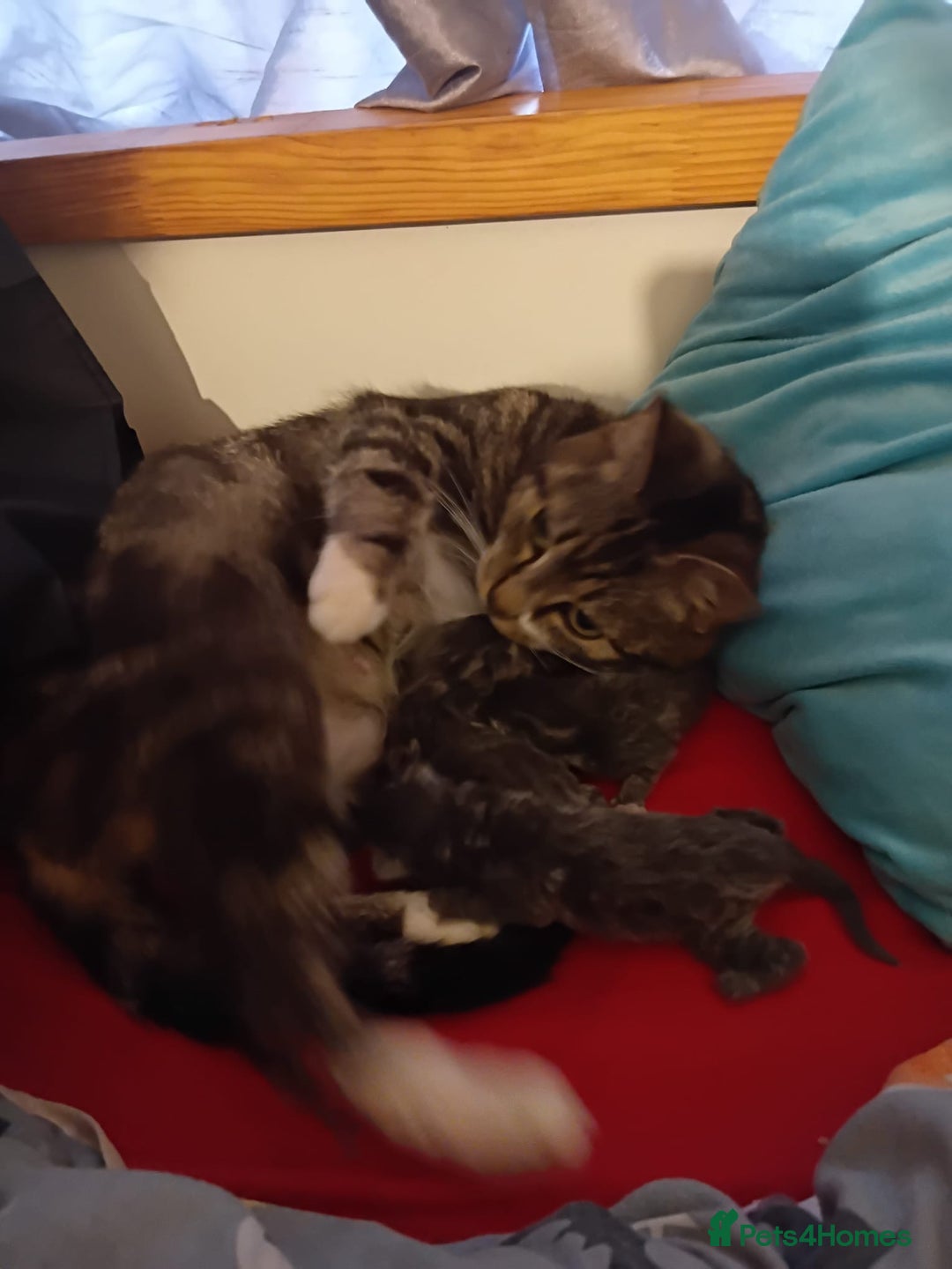 Mixed Breed cats for sale: 3 Blue British shorthair and Mancoon mixed kittens - Advert 4